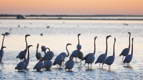 Wunderschöne-Zeitlupe-Von-Phoenicopterus-roseus-Flamingos-Im-Stauteich.-Frankreich